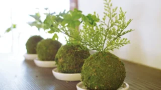 【どこでも置ける】おすすめ小物観葉植物３選！